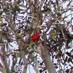 Platycercus elegans at Dry Plain, NSW - 10 Aug 2024 by AndyRoo