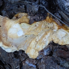 Unverified Fungus at West Hobart, TAS - 23 May 2025 by VanessaC