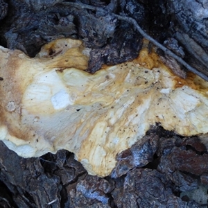 Unverified Fungus at West Hobart, TAS - Today by VanessaC