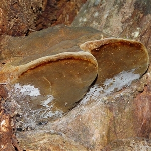 Phellinus sp. (non-resupinate) at West Hobart, TAS - 23 May 2025 05:34 PM