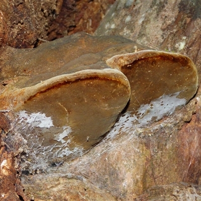 Unverified Underside smooth or wrinkled/roughened <Stereum etc> at West Hobart, TAS - 23 May 2025 by VanessaC