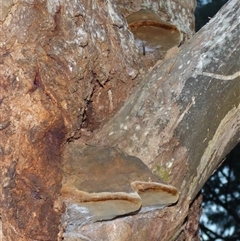 Phellinus sp. (non-resupinate) at West Hobart, TAS - 23 May 2025 05:34 PM
