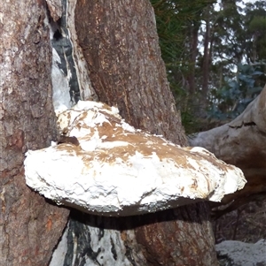 Unverified Shelf-like to hoof-like & usually on wood at West Hobart, TAS - Yesterday by VanessaC