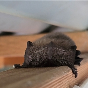 Unverified Microbat at Kangaroo Valley, NSW - Today by Chakola