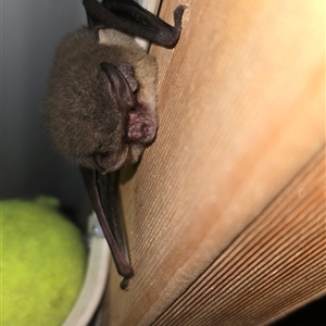 Nyctophilus gouldi at Kangaroo Valley, NSW - 23 May 2025 12:28 PM