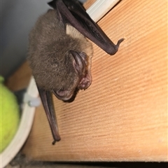 Nyctophilus gouldi at Kangaroo Valley, NSW - 23 May 2025 12:28 PM