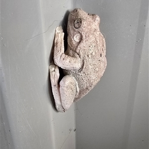 Litoria peronii at Kangaroo Valley, NSW - 5 Apr 2025 by Chakola