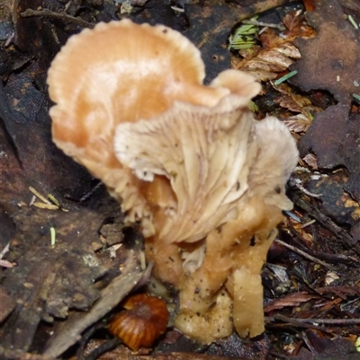 Unverified Fungus at Neika, TAS - 18 May 2025 by VanessaC