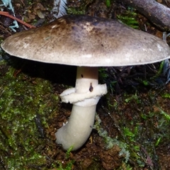 Unverified Cap on a stem; gills below cap [mushrooms or mushroom-like] at Neika, TAS - 18 May 2025 by VanessaC