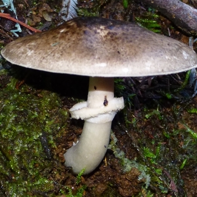 Unverified Cap on a stem; gills below cap [mushrooms or mushroom-like] at Neika, TAS - 18 May 2025 by VanessaC