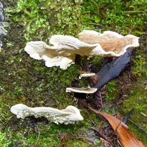 Unverified Shelf-like to hoof-like & usually on wood at Neika, TAS - 18 May 2025 by VanessaC