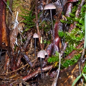 Unverified Cap on a stem; gills below cap [mushrooms or mushroom-like] at Neika, TAS - 18 May 2025 by VanessaC