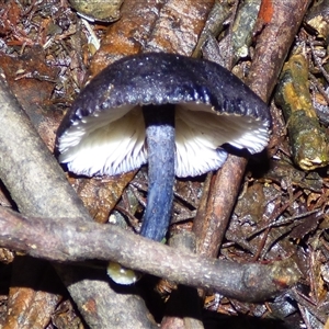 Unverified Cap on a stem; gills below cap [mushrooms or mushroom-like] at Neika, TAS - 18 May 2025 by VanessaC