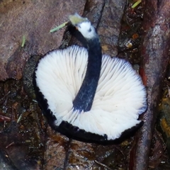 zz agaric (stem; gills white/cream) at Neika, TAS - 18 May 2025 02:54 PM