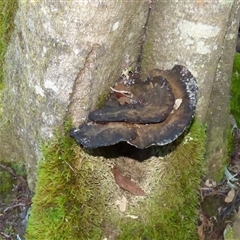 Unverified Shelf-like to hoof-like & usually on wood at Wellington Park, TAS - 18 May 2025 by VanessaC