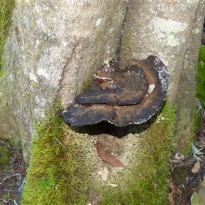 Unverified Shelf-like to hoof-like & usually on wood at Wellington Park, TAS - 18 May 2025 by VanessaC