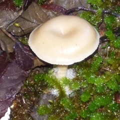 Unverified Cap on a stem; gills below cap [mushrooms or mushroom-like] at Neika, TAS - 18 May 2025 by VanessaC