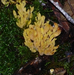 Unverified Coralloid fungus, markedly branched at Wellington Park, TAS - 18 May 2025 by VanessaC