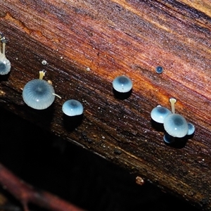 Mycena interrupta at Wellington Park, TAS - 18 May 2025 by VanessaC