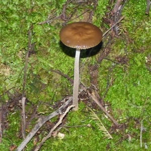 Unverified Cap on a stem; gills below cap [mushrooms or mushroom-like] at Neika, TAS - 18 May 2025 by VanessaC