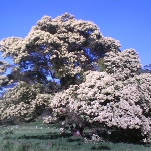 Acacia mearnsii (Black Wattle) by JasonPStewartNMsnc2016