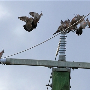 Ocyphaps lophotes at Wodonga, VIC - Today by KylieWaldon