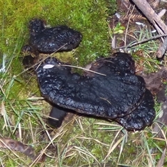 Unverified Fungus at Neika, TAS - 18 May 2025 by VanessaC