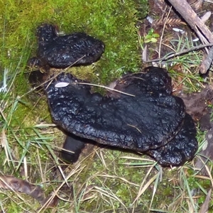 Unverified Fungus at Neika, TAS - 18 May 2025 by VanessaC
