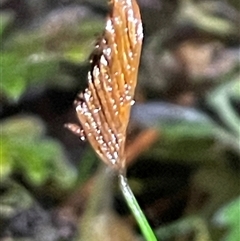 Schizaea bifida (Forked Comb Fern) at Ulladulla, NSW - 23 May 2025 by Clarel