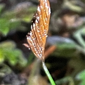 Schizaea bifida (Forked Comb Fern) at Ulladulla, NSW - Today by Clarel