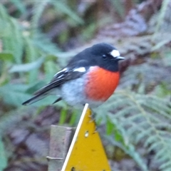 Petroica boodang (Scarlet Robin) at Neika, TAS - 18 May 2025 by VanessaC