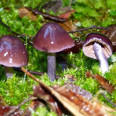 Unverified Cap on a stem; gills below cap [mushrooms or mushroom-like] at Neika, TAS - 18 May 2025 by VanessaC