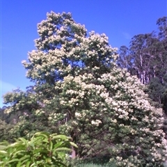 Acacia mearnsii at Noorinbee, VIC - suppressed