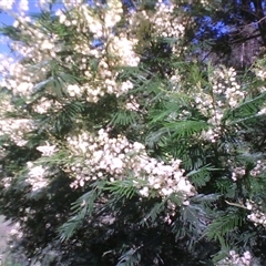 Acacia mearnsii at Noorinbee, VIC - suppressed