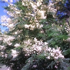 Acacia mearnsii at Noorinbee, VIC - suppressed
