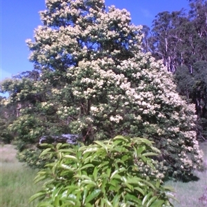Pittosporum undulatum at Noorinbee, VIC - 7 Nov 2009 by JasonPStewartNMsnc2016