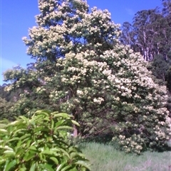 Pittosporum undulatum at Noorinbee, VIC - suppressed