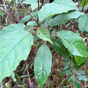 Clerodendrum tomentosum (Hairy Clerodendrum) at Caparra, NSW - Today by maznee