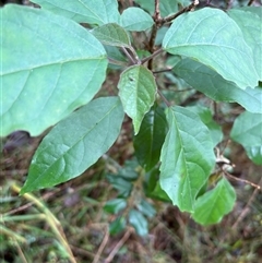 Clerodendrum tomentosum at Caparra, NSW - 23 May 2025 10:35 AM