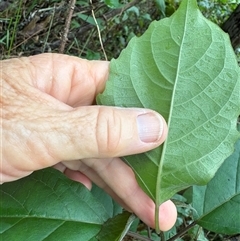 Clerodendrum tomentosum at Caparra, NSW - 23 May 2025 10:35 AM