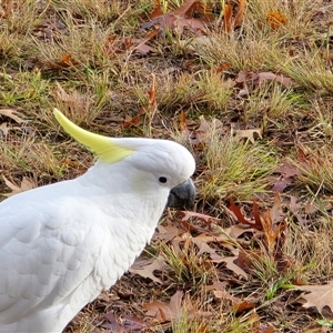 Cacatua galerita at Mawson, ACT - Today by Mike