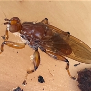 Unverified True fly (Diptera) at Ulladulla, NSW - 21 May 2025 by Clarel
