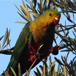 Alisterus scapularis at Stirling, ACT - Yesterday by Harrisi