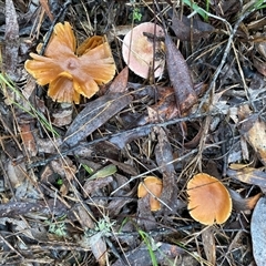 Unverified Cap on a stem; gills below cap [mushrooms or mushroom-like] at Broke, NSW - 23 May 2025 by RoyP