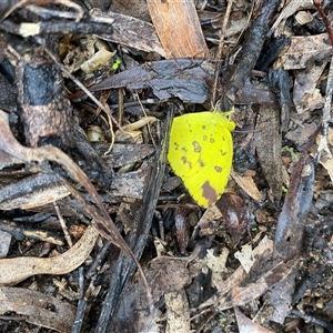 Unverified White & Yellow (Pieridae) at Broke, NSW - Yesterday by RoyP