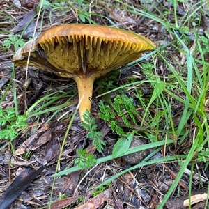 Unverified Cap on a stem; gills below cap [mushrooms or mushroom-like] at Broke, NSW - Yesterday by RoyP