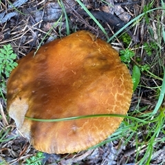 Unverified at suppressed - suppressed