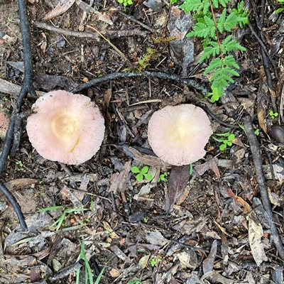Unverified Cap, gills below, no stem & usually on wood [stemless mushrooms & the like] at Broke, NSW - 23 May 2025 by RoyP