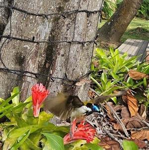 Entomyzon cyanotis at Doonan, QLD - 24 May 2025 09:42 AM