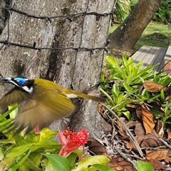 Entomyzon cyanotis at Doonan, QLD - 24 May 2025 09:42 AM